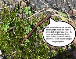 the smallest worm will turn, being trodden on
